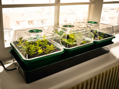 'Hollandia' Propagator with Electric Window Sill Propagator