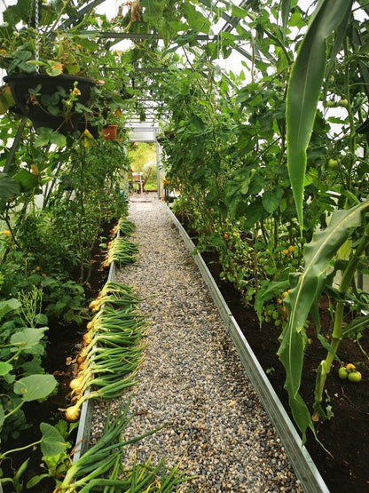 GREENHOUSE ARROW, 15.6 M² (2.6M X 6M; 8.5FT X 19.6FT)