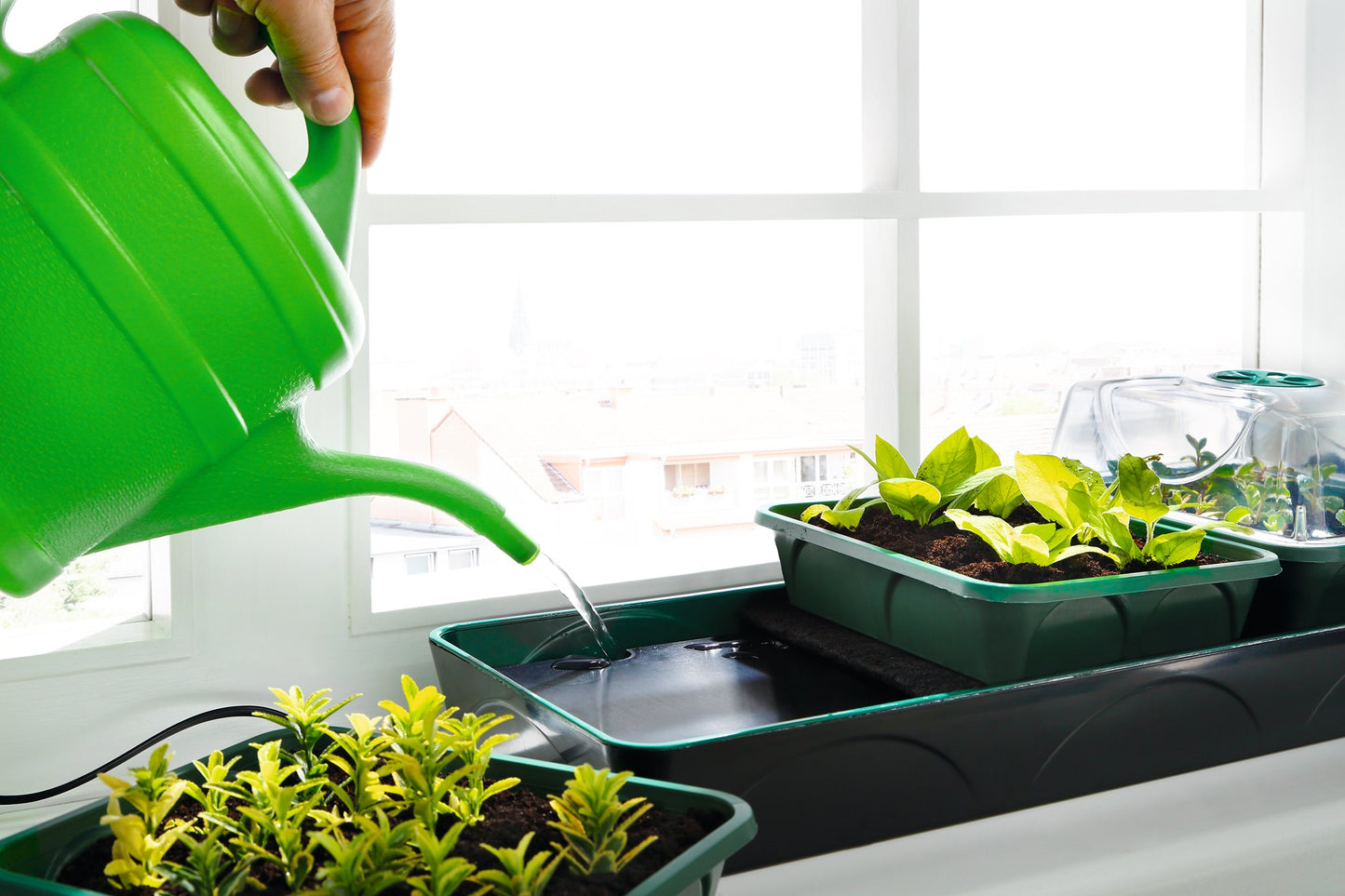 'Hollandia' Propagator with Electric Window Sill Propagator